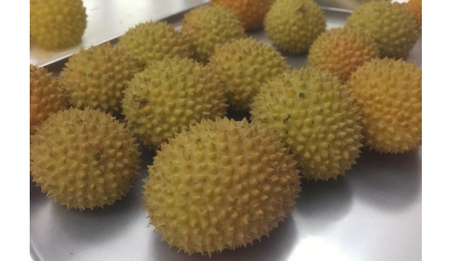 买榴莲要挑母的，牢记6个窍门，皮薄肉厚香甜